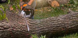 Best Weed Control  in Kendall Park, NJ