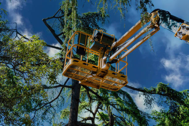 Best Tree Health Inspection  in Kendall Park, NJ