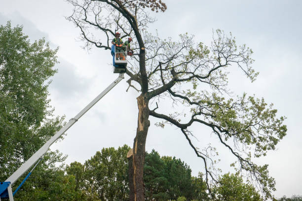 Kendall Park, NJ Tree Removal Company