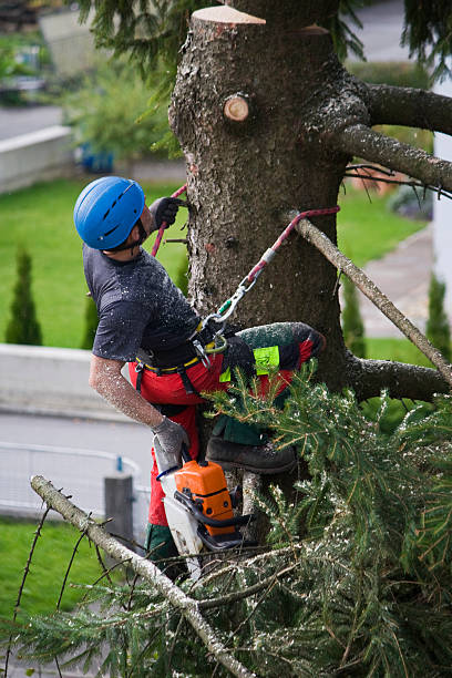 Best Hedge Trimming  in Kendall Park, NJ