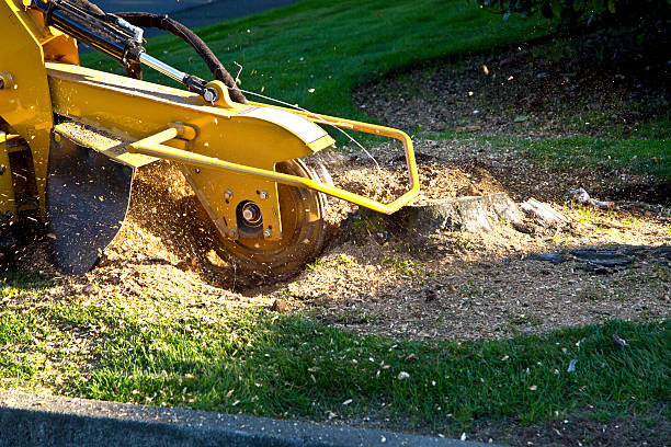Best Organic Lawn Care Solutions  in Kendall Park, NJ