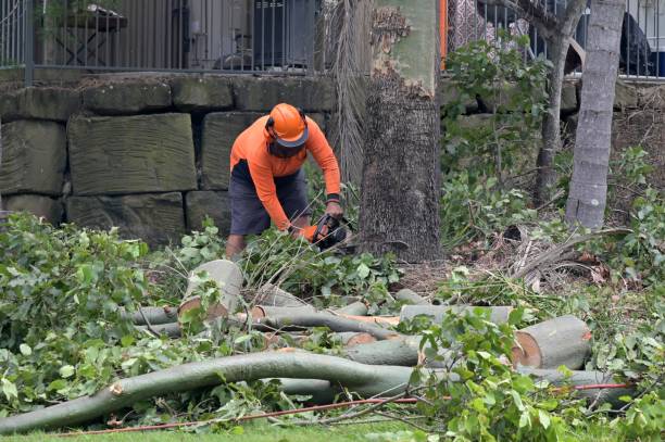 Tree and Shrub Care in Kendall Park, NJ