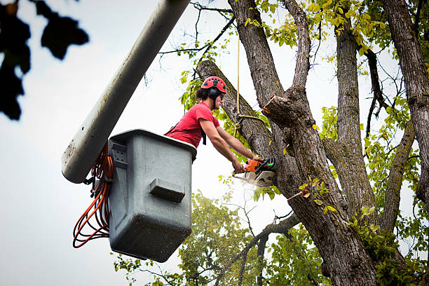 Best Commercial Tree Services  in Kendall Park, NJ